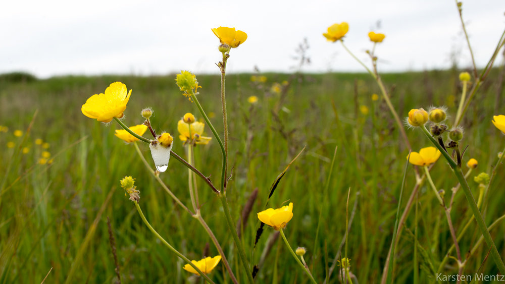 Smørblomst med vikler